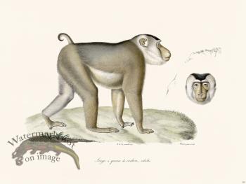 Cuvier 325 Adult Pigtail Monkey